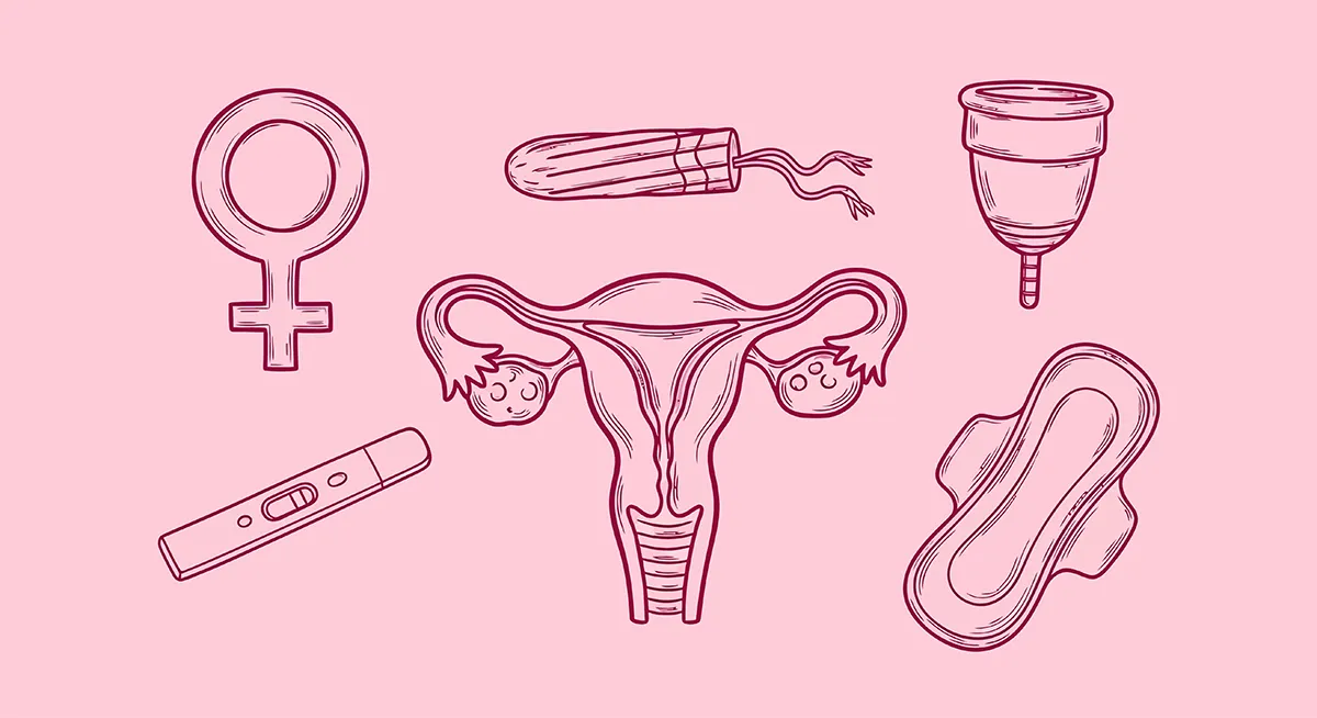 Illustration des protections hygiéniques et de l’appareil reproducteur féminin