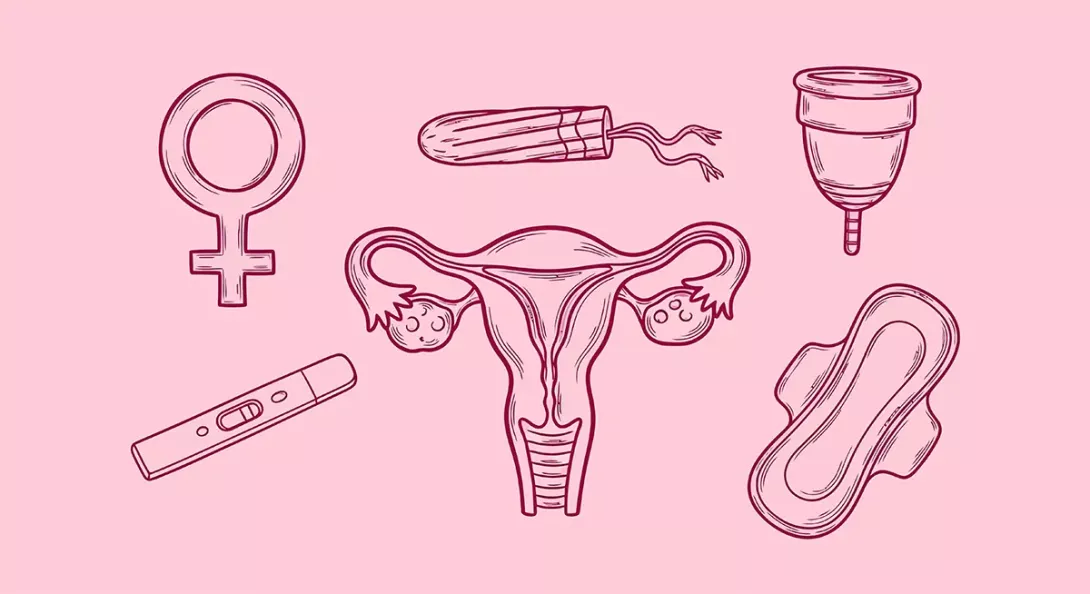 Illustration des protections hygiéniques et de l’appareil reproducteur féminin