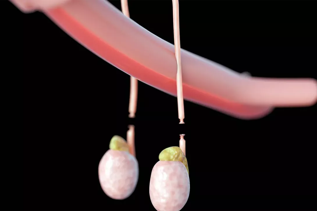 Modèle anatomique des testicules et du cordon spermatique.